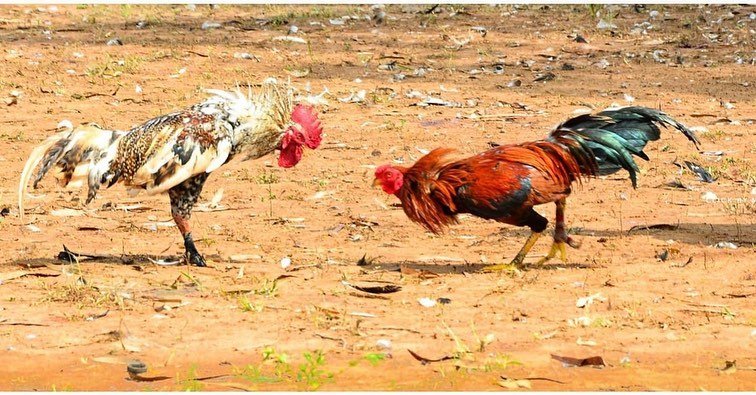 cock fight। PC Manoj Sharma