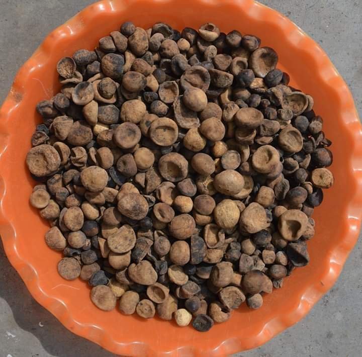 Dry Boda। सूखा बोड़ा